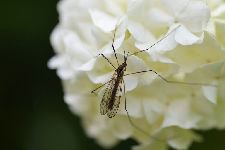 el poder de un mosquito
