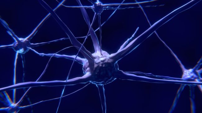 neuronas espejo y empatia