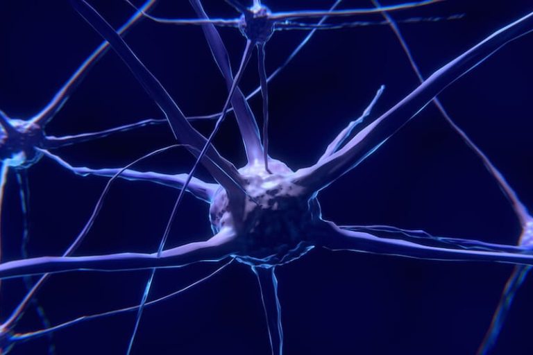 neuronas espejo y empatia